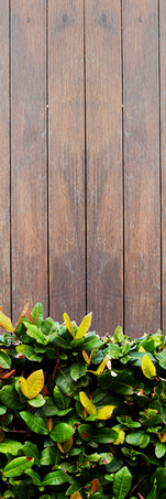 Picture of dark stained wood privacy fence with green and yellow foilage in front of it